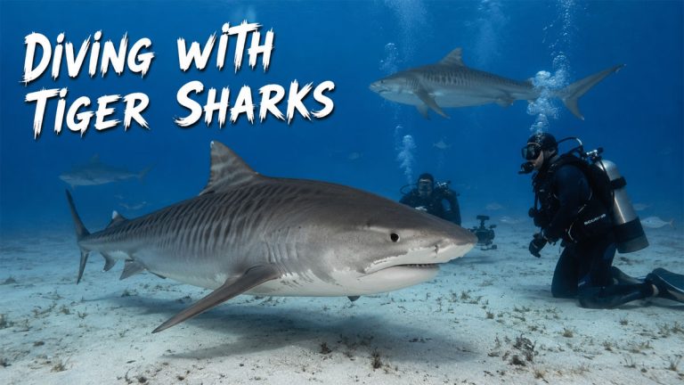 Diving with Tiger Sharks