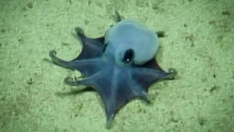 Microeledone galapagensis
