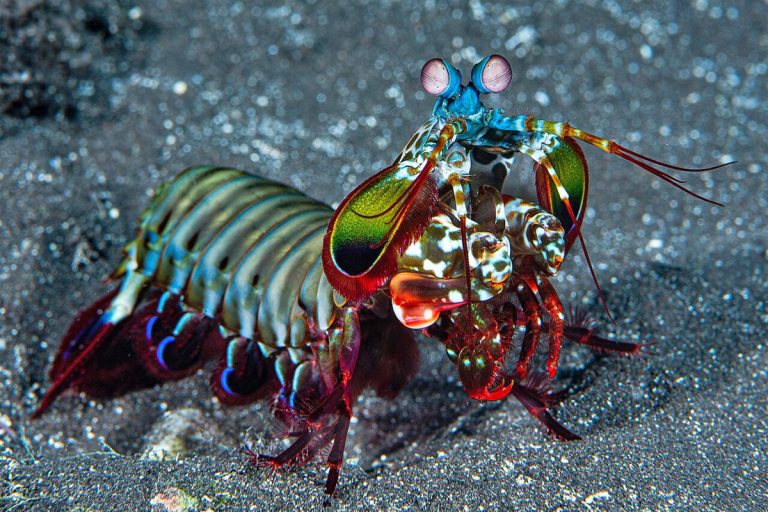 Quirky Ocean Wildlife: 5 Bizarre Sea Creatures