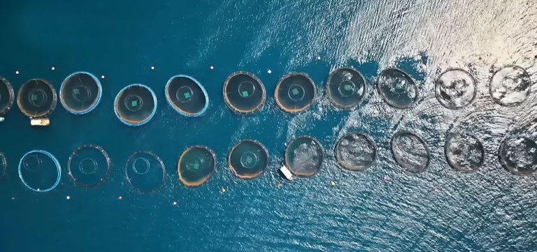 The Silent Threat: Why “Ghost Farms” Are Haunting Our Oceans