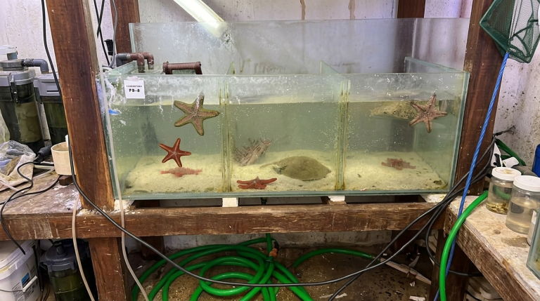 Over 700 Marine Animals Rescued in Argentina Wildlife Bust